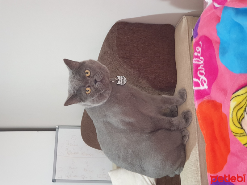 British Shorthair, Kedi  Duman fotoğrafı