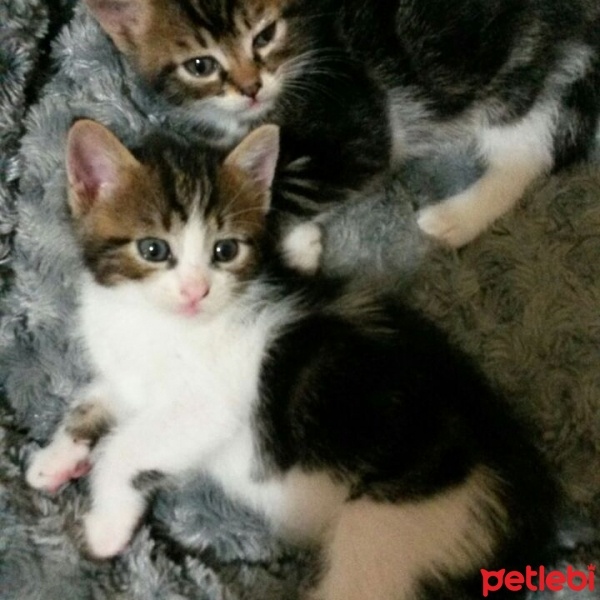 Tekir Kedi, Kedi  kuzucukkkkk  fotoğrafı