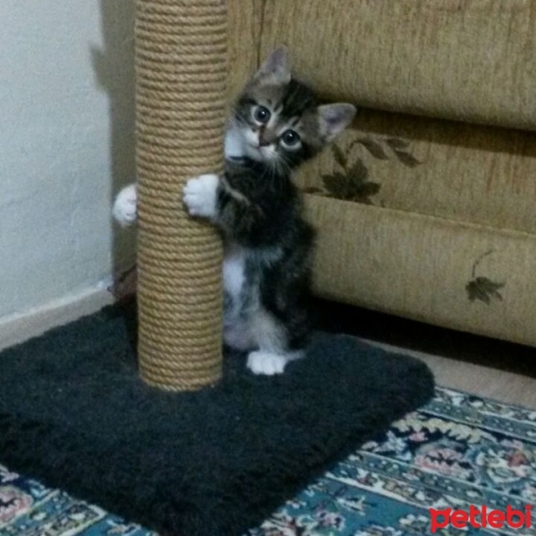 Tekir Kedi, Kedi  kuzucukkkkk  fotoğrafı