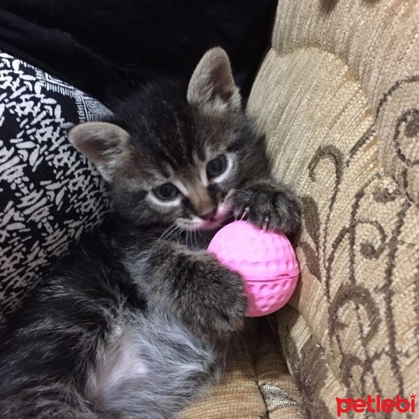 Tekir Kedi, Kedi  kuzucukkkkk  fotoğrafı