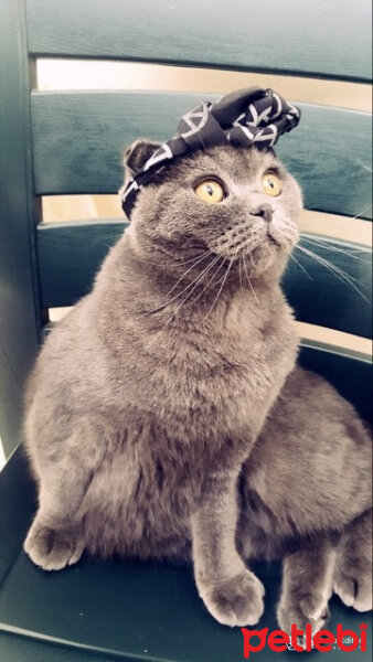 Scottish Fold, Kedi  Ponçik fotoğrafı