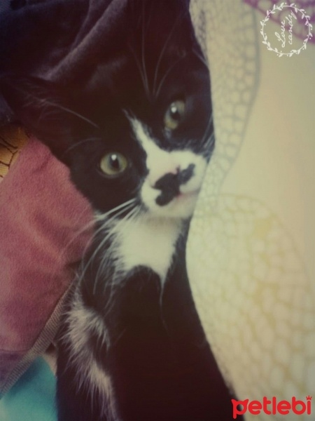 Tekir Kedi, Kedi  Baffuto Balboa fotoğrafı