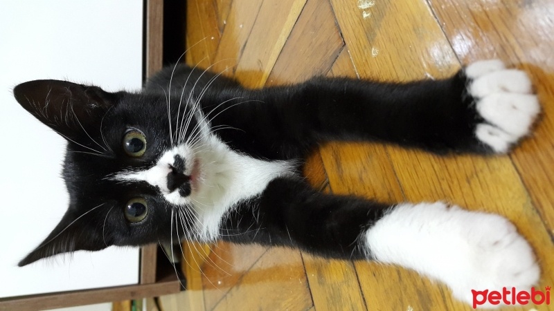 Tekir Kedi, Kedi  Baffuto Balboa fotoğrafı