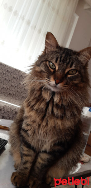 Norwegian Forest, Kedi  Maya fotoğrafı