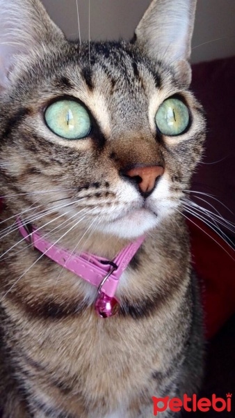 Tekir Kedi, Kedi  Kızım fotoğrafı