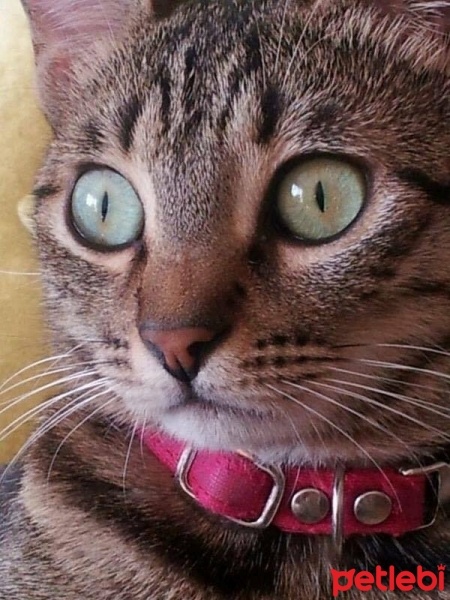 Tekir Kedi, Kedi  Kızım fotoğrafı