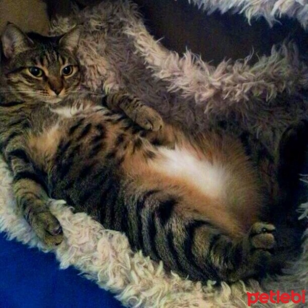 Tekir Kedi, Kedi  Kızım fotoğrafı