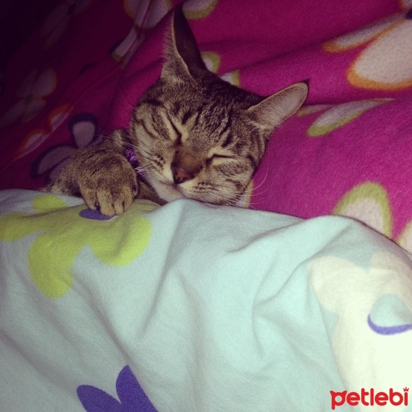 Tekir Kedi, Kedi  Kızım fotoğrafı