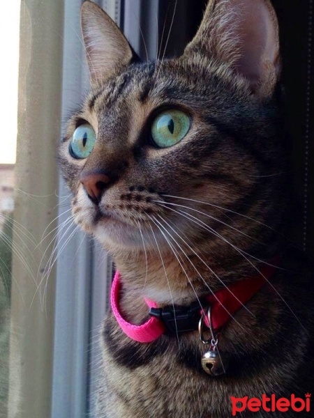 Tekir Kedi, Kedi  Kızım fotoğrafı