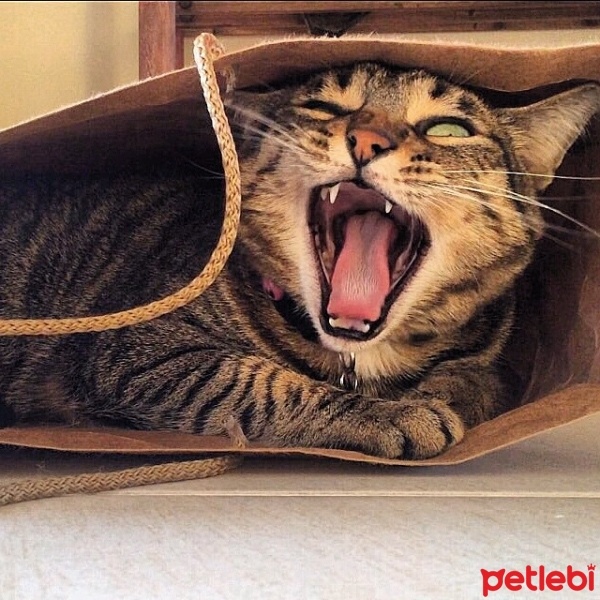 Tekir Kedi, Kedi  Kızım fotoğrafı