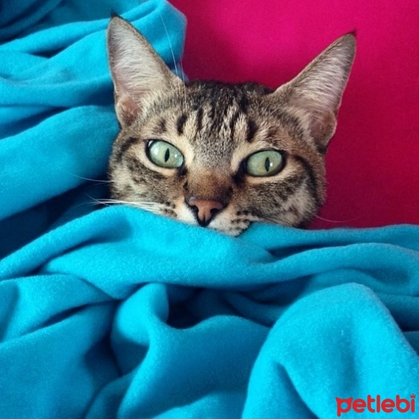 Tekir Kedi, Kedi  Kızım fotoğrafı