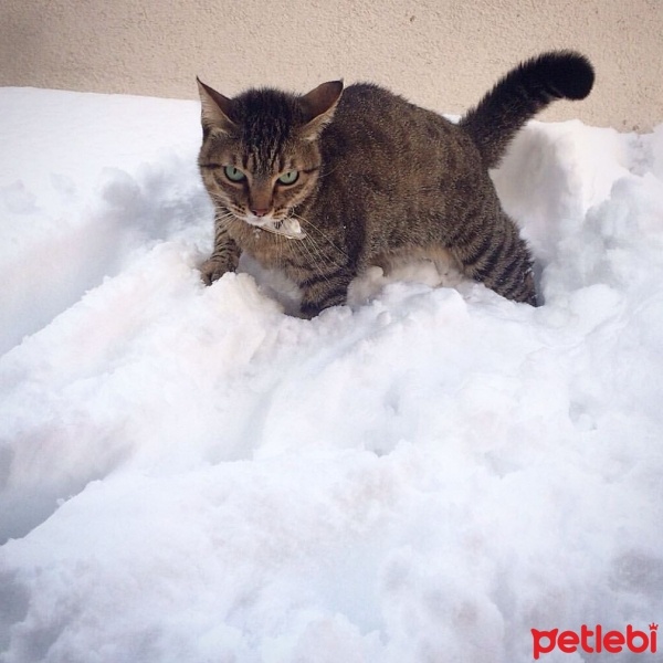 Tekir Kedi, Kedi  Kızım fotoğrafı