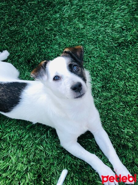 Jack Russell Terrier, Köpek  Daisy fotoğrafı