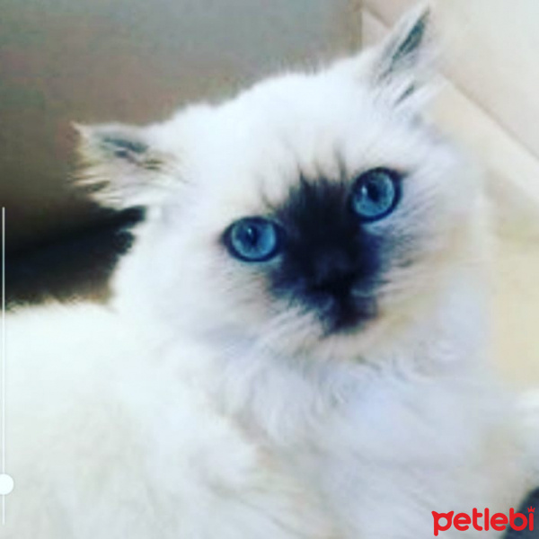 British Shorthair, Kedi  Elsa fotoğrafı