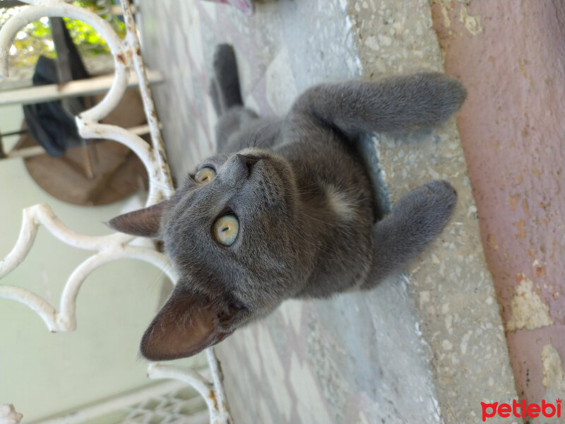 Mavi Rus, Kedi  Pars fotoğrafı