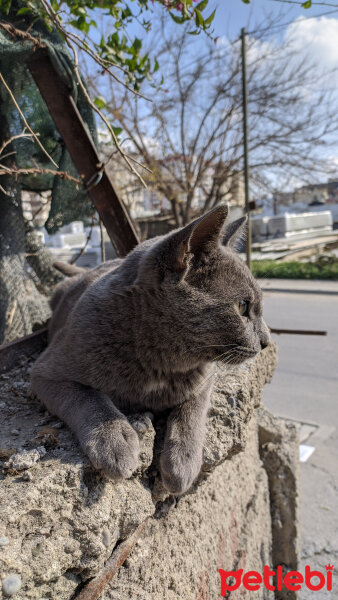 Mavi Rus, Kedi  Pars fotoğrafı