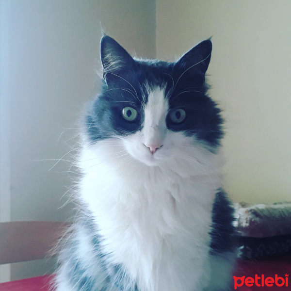 Tekir Kedi, Kedi  yazı fotoğrafı