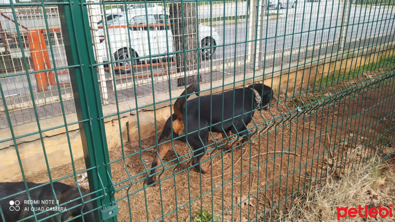 Rottweiler, Köpek  Paşa fotoğrafı