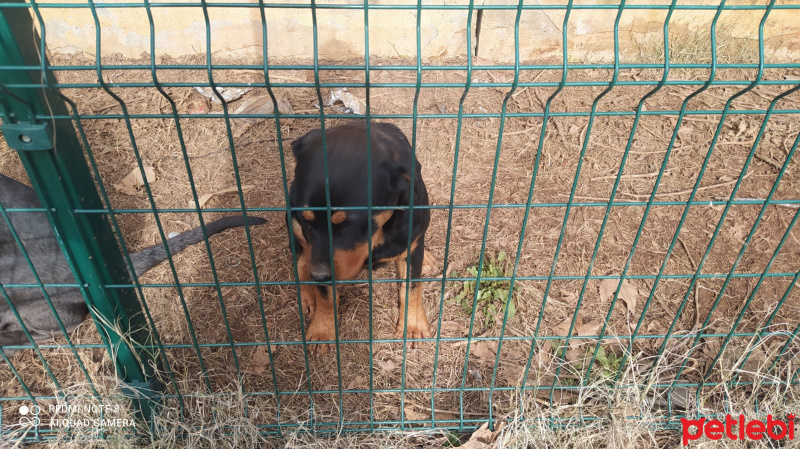 Rottweiler, Köpek  Paşa fotoğrafı