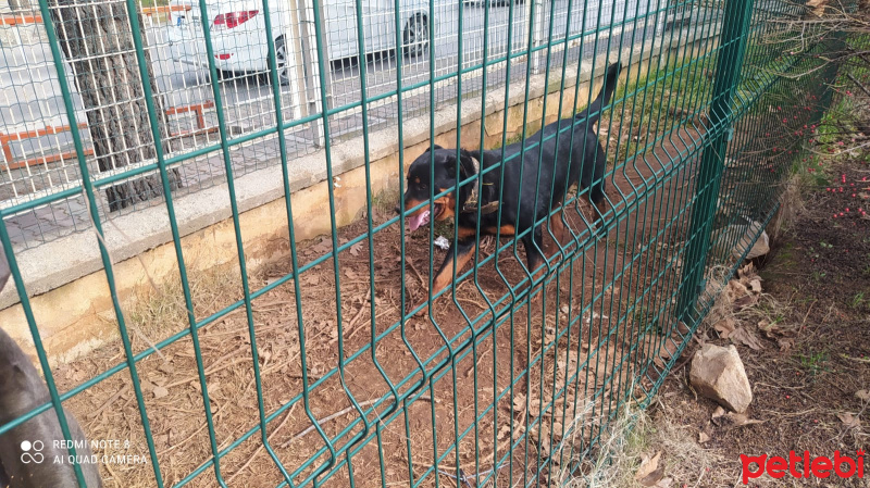 Rottweiler, Köpek  Paşa fotoğrafı