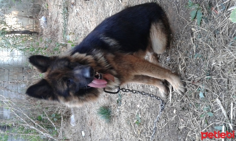 Alman Çoban Köpeği, Köpek  Çapkın fotoğrafı