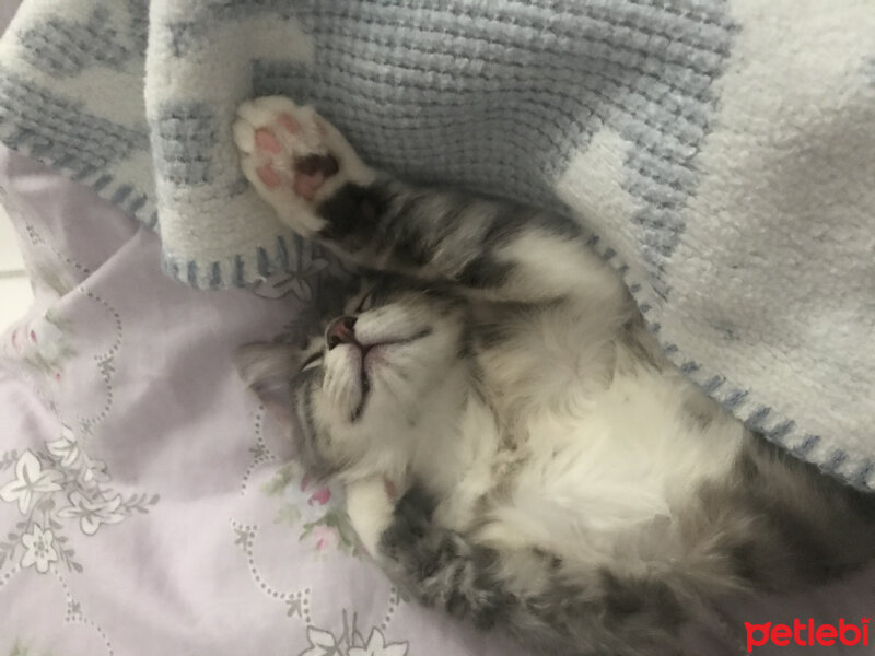 Norwegian Forest, Kedi  VENÜS fotoğrafı