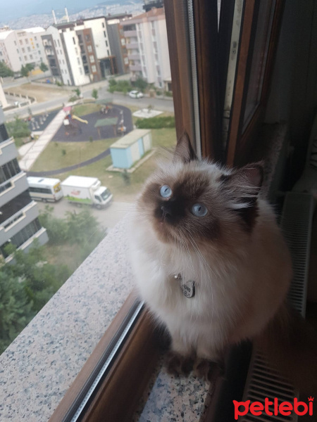 Ragdoll, Kedi  Mono fotoğrafı