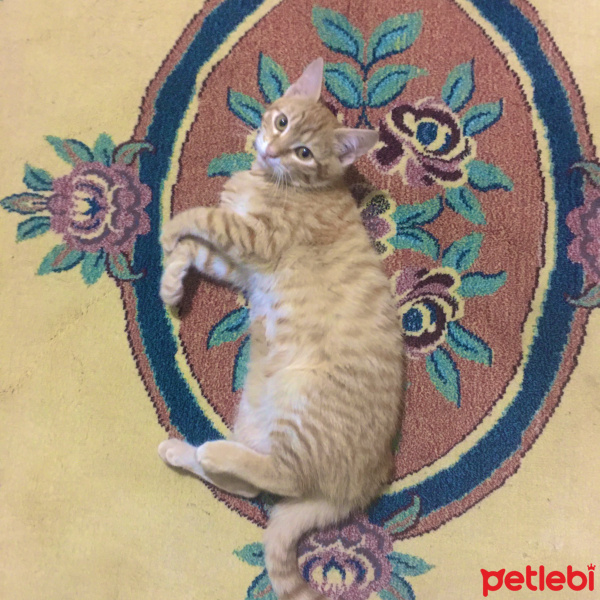 Sarman, Kedi  Vegas fotoğrafı