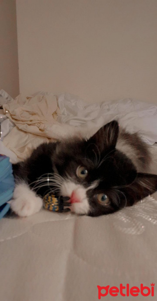 Tuxedo (Smokin) Kedi, Kedi  Panda fotoğrafı