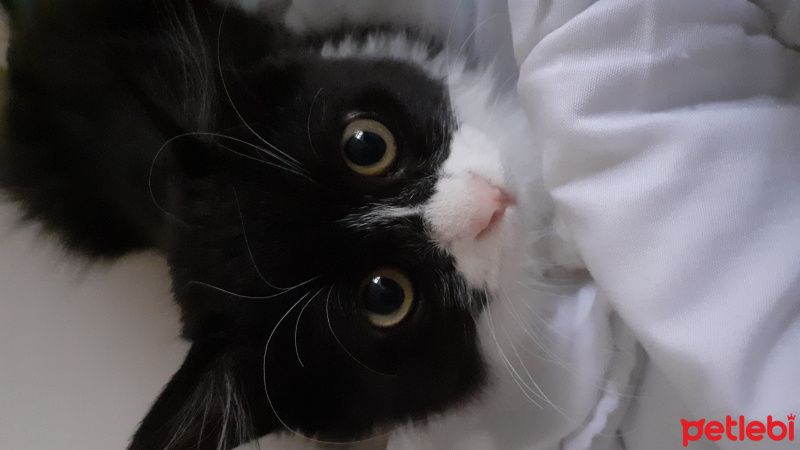 Tuxedo (Smokin) Kedi, Kedi  Panda fotoğrafı