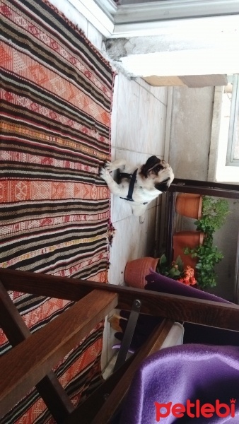 Pug, Köpek  Paco fotoğrafı