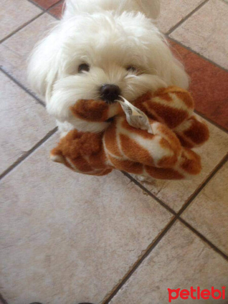 Maltese, Köpek  Lola fotoğrafı