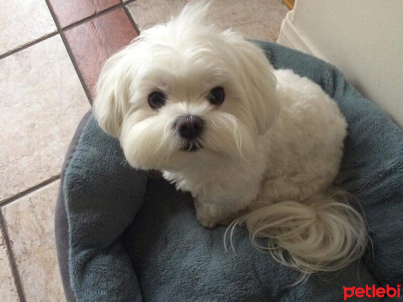 Maltese, Köpek  Lola fotoğrafı