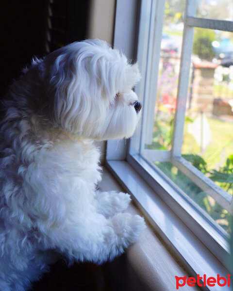 Maltese, Köpek  Lola fotoğrafı