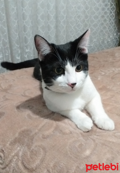 Tekir Kedi, Kedi  Asil fotoğrafı