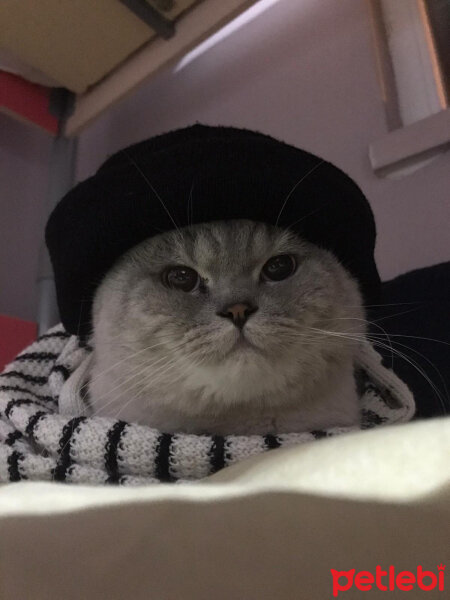 Scottish Fold, Kedi  Mazlum fotoğrafı