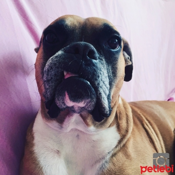 Boxer, Köpek  Oscar fotoğrafı