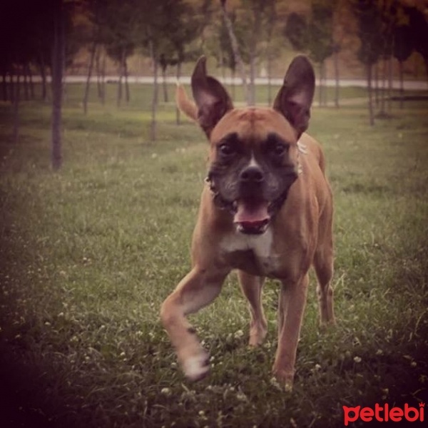 Boxer, Köpek  Oscar fotoğrafı