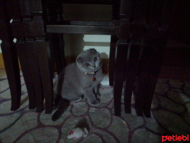Scottish Fold, Kedi  LİLİ fotoğrafı
