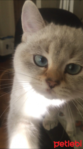 British Shorthair, Kedi  Duman fotoğrafı