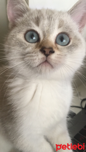 British Shorthair, Kedi  Duman fotoğrafı