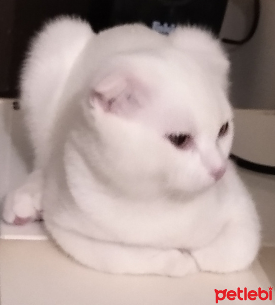 Scottish Fold, Kedi  Pamuk fotoğrafı