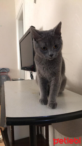 British Shorthair, Kedi  Balım fotoğrafı