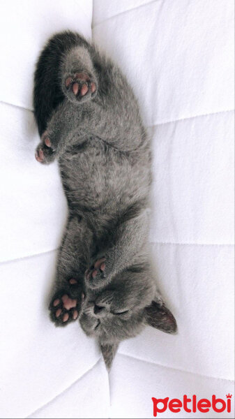 British Shorthair, Kedi  Balım fotoğrafı