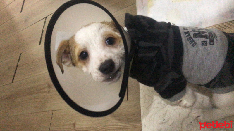 Jack Russell Terrier, Köpek  Mailo fotoğrafı