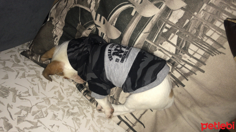 Jack Russell Terrier, Köpek  Mailo fotoğrafı