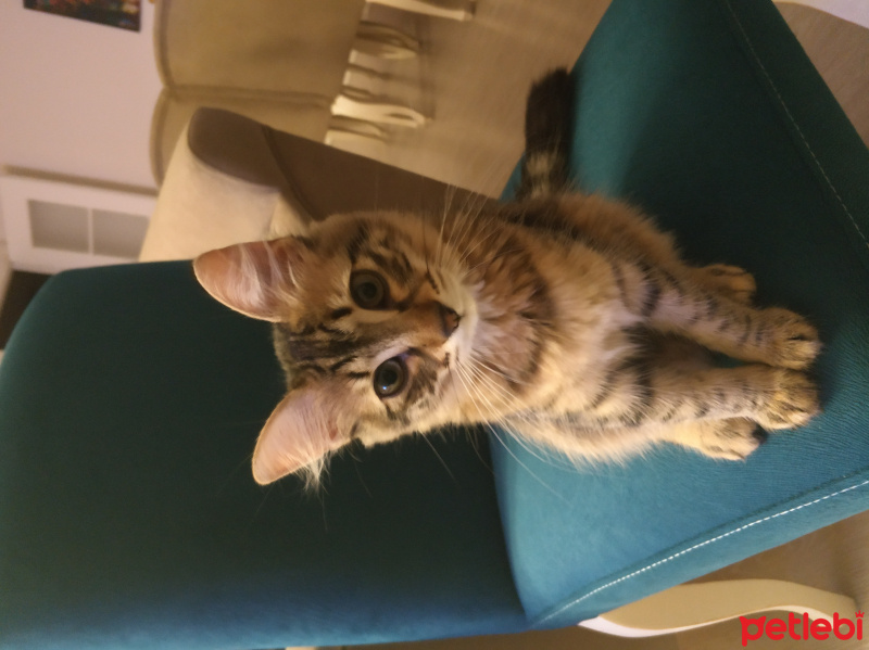 Tekir Kedi, Kedi  Pati fotoğrafı