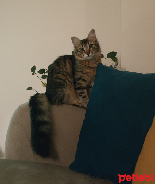 Tekir Kedi, Kedi  Pati fotoğrafı