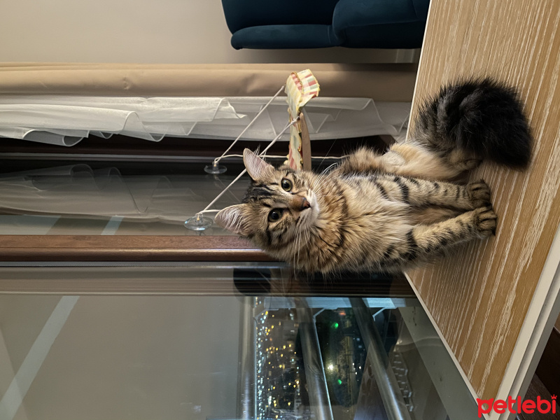 Tekir Kedi, Kedi  Pati fotoğrafı