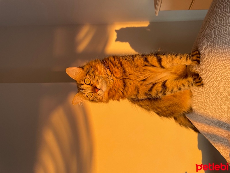 Tekir Kedi, Kedi  Pati fotoğrafı
